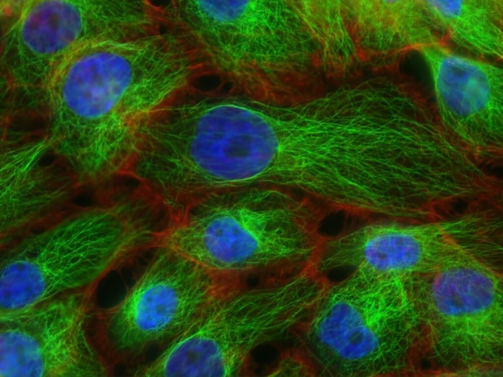 Imagen microscópica de células humanas con tinción fluorescente, fotografía científica ilustrativa para el artículo sobre Biohub y la célula virtual. Archivo del National Cancer Institute, Unsplash; no representa resultados del proyecto Biohub.