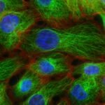 Imagen microscópica de células humanas con tinción fluorescente, fotografía científica ilustrativa para el artículo sobre Biohub y la célula virtual. Archivo del National Cancer Institute, Unsplash; no representa resultados del proyecto Biohub.