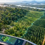 Analista compara bosque natural, regeneración, plantación y cultivos en un mapa forestal asistido por inteligencia artificial